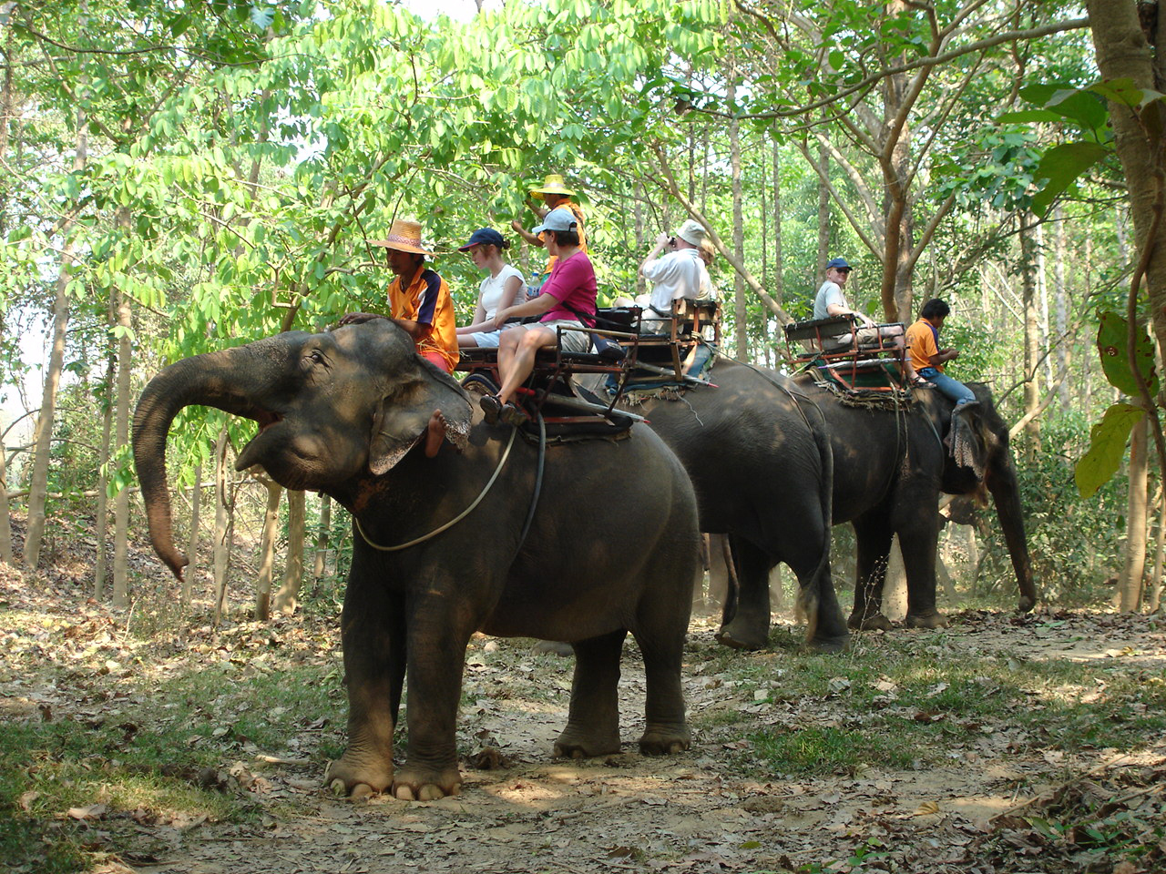 one-hour-elephant-trekking-pattaya-tour-2-2.jpg